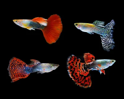 12 Colorful &amp; Compatible Freshwater Fish for Your Community Aquarium