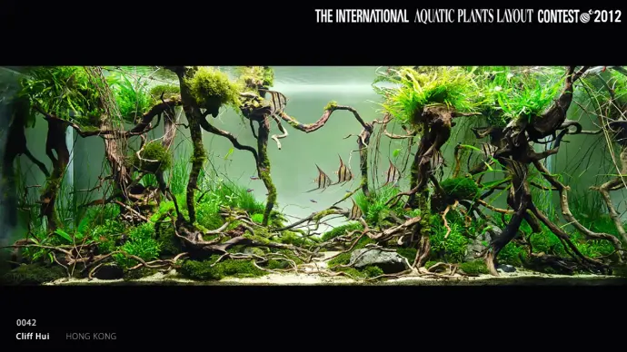 Rain Forest (Hear the Angels) - Cliff Hui / HongKong China