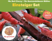 10 Vibrant Freshwater Shrimp for Your Planted Nano Aquarium