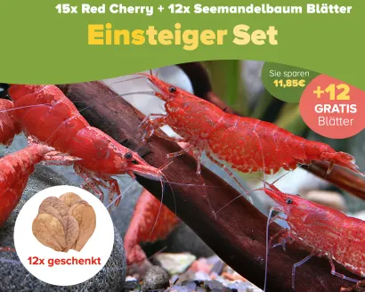 10 Vibrant Freshwater Shrimp for Your Planted Nano Aquarium