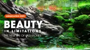 Aquascaping steps | Beauty in Limitations: The New Life of Old Stones