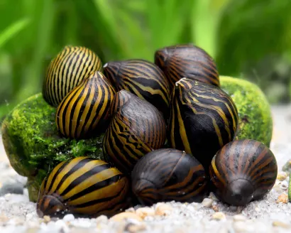 10 Best Aquarium Snails for Your Planted Tank