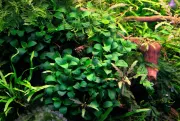 13 Easy Aquarium Plants for a Thriving Beginner Planted Tank