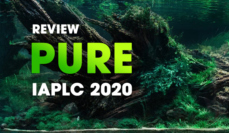 IAPLC 2020 - Rank 3 - Layered Driftwood Forest with a School of Striped Fish