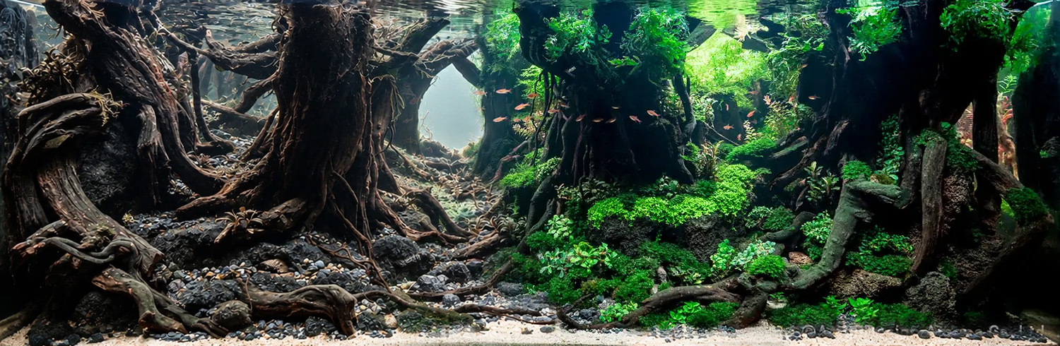 Habitat recreation and fish environment
