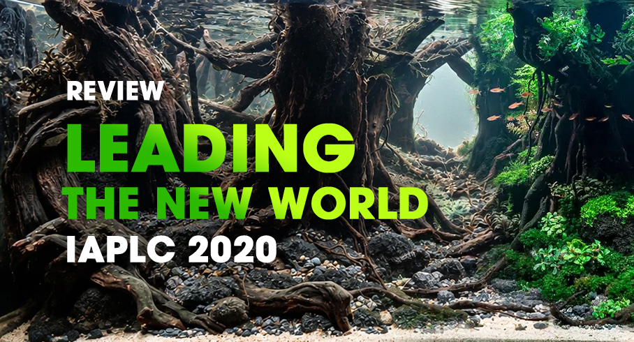 Leading the new world - Roger Goh / Singapore - Bronze Prize IAPLC 2020 - Rooted forest aquascape frames a luminous central waterway