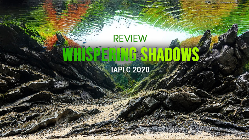 Whispering Shadows - Luis Carlos Galarraga / Brazil - Bronze Prize IAPLC 2020 - Jagged Rocky Valley Framed by Moss and Schooling Fish