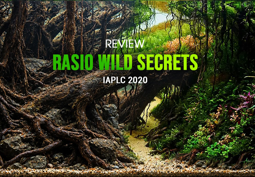 Rasio Wild Secrets - Heri Amir / Indonesia - Honour Prize  IAPLC 2020 - Rooted Forest Canopy Framing a Bright Sandy Underwater Trail
