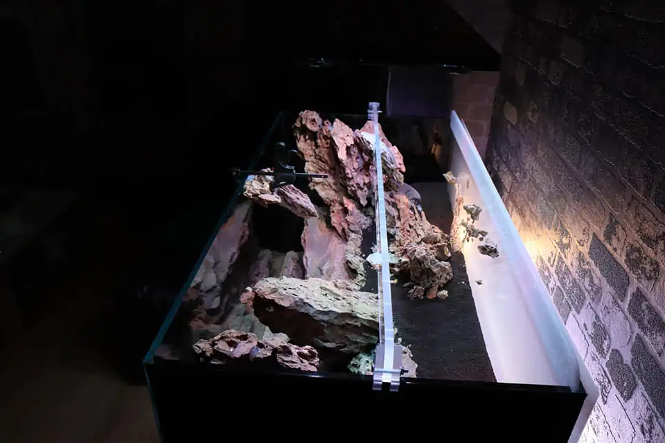 Steps progression IAPLC 2022 Rank 115 Last Day - Damien Agro / France