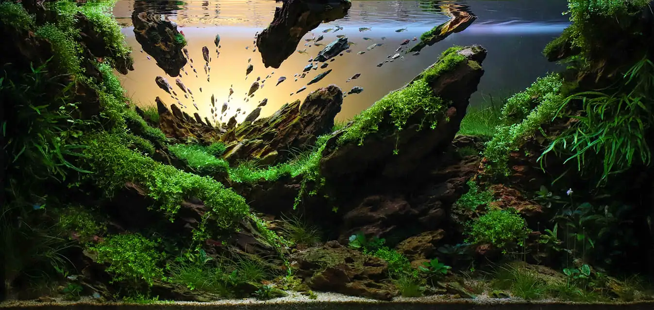 Steps progression IAPLC 2022 Rank 115 Last Day - Damien Agro / France