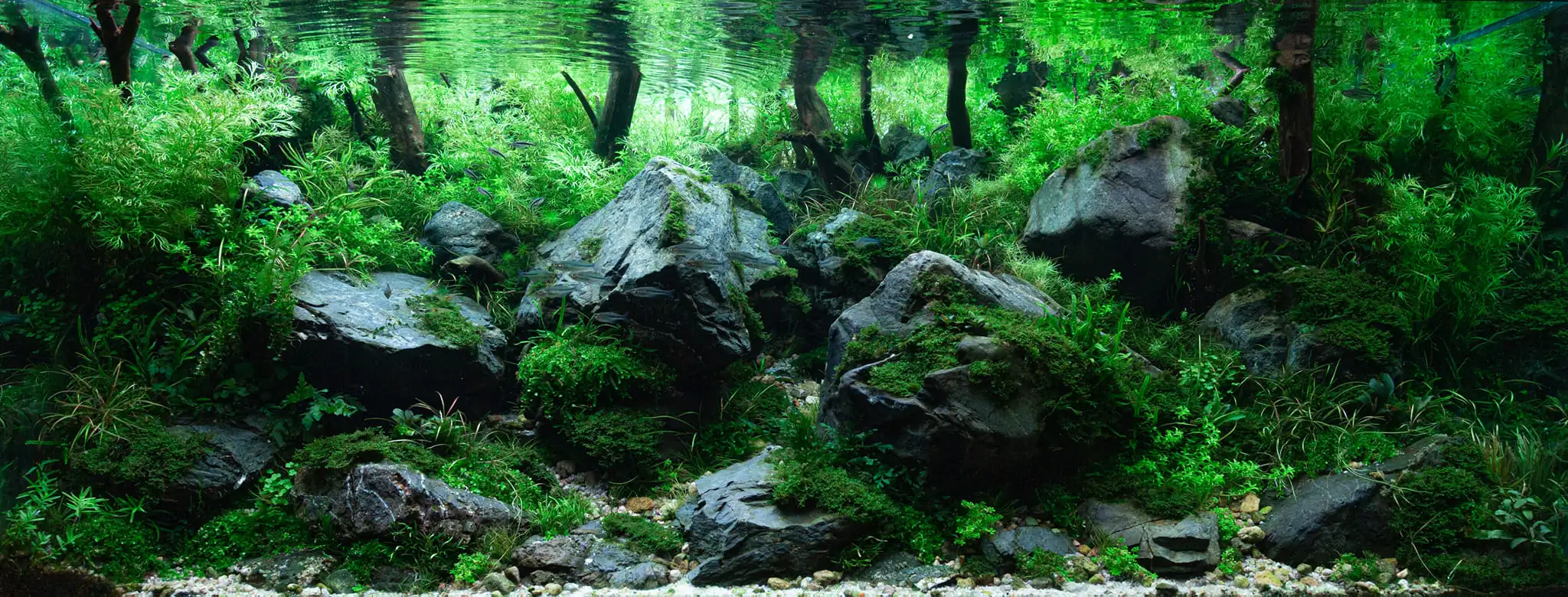 Aquascaping steps IAPLC 2023 - Rank 9 - Rocky Forest - Insik Chung / Korea
