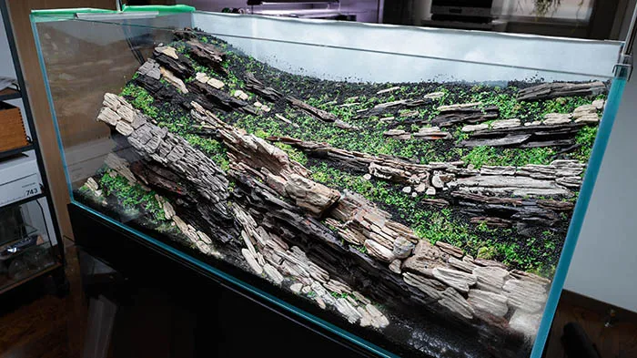 Aquascaping steps Color layers of the earth IAPLC 2024 - Kazuma Takeuchi / Japan