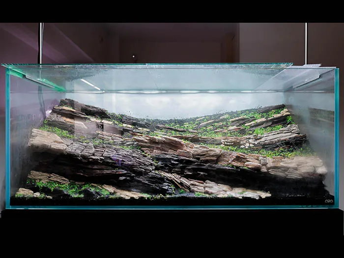 Aquascaping steps Color layers of the earth IAPLC 2024 - Kazuma Takeuchi / Japan