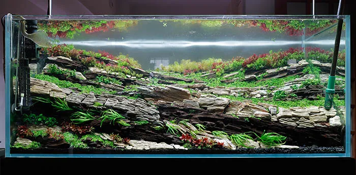 Aquascaping steps Color layers of the earth IAPLC 2024 - Kazuma Takeuchi / Japan