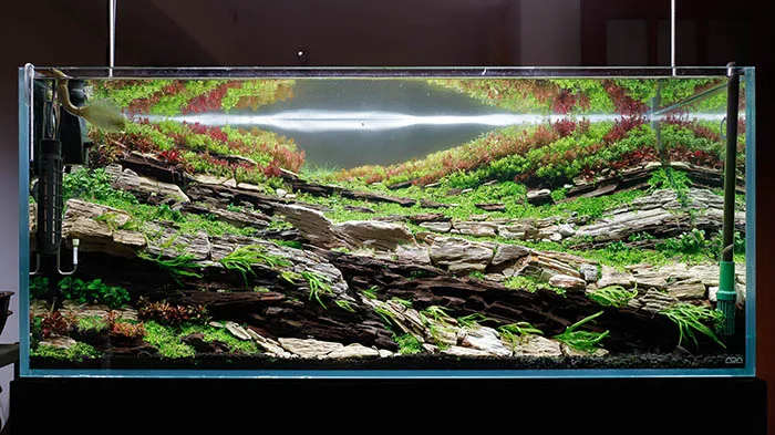 Aquascaping steps Color layers of the earth IAPLC 2024 - Kazuma Takeuchi / Japan