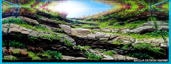 Aquascaping steps Color layers of the earth IAPLC 2024 - Kazuma Takeuchi / Japan