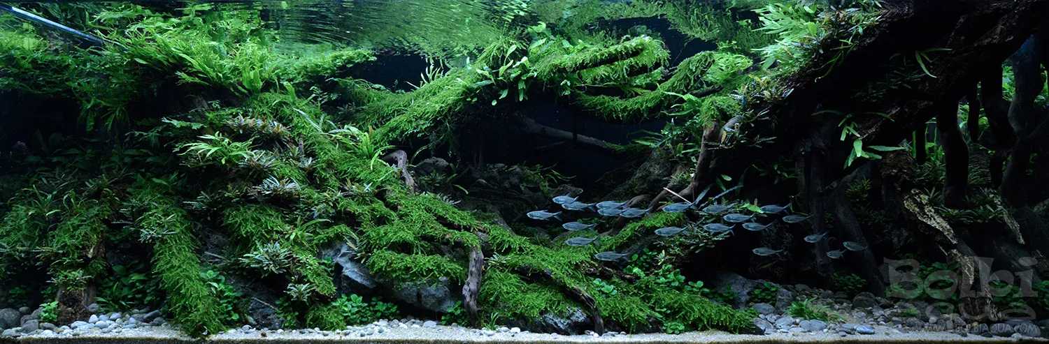 Aquascaping steps - Dark - IAPLC 2025 Fine Works - Antonio Nikolic / Croatia