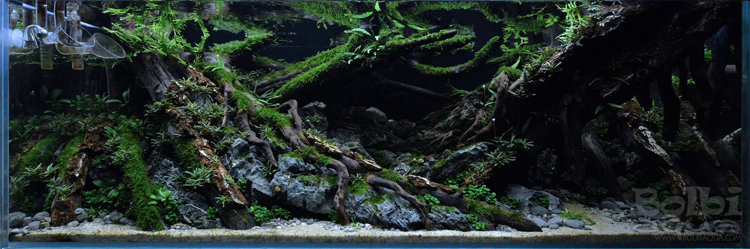 Aquascaping steps - Dark - IAPLC 2025 Fine Works - Antonio Nikolic / Croatia
