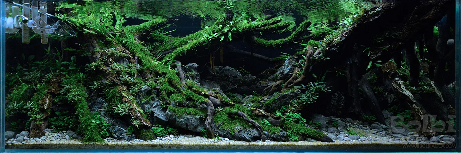 Aquascaping steps - Dark - IAPLC 2025 Fine Works - Antonio Nikolic / Croatia