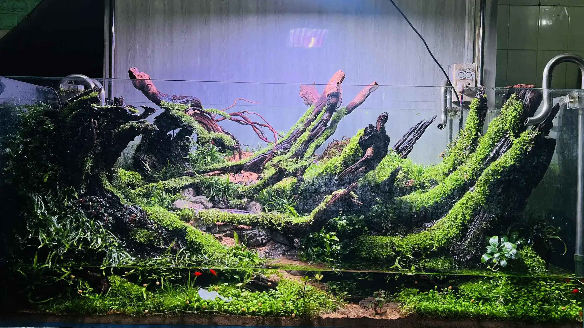 Aquascaping steps - Forest Spirit - IAPLC 2025 Fine Works - Vo Truong Nghia / Vietnam