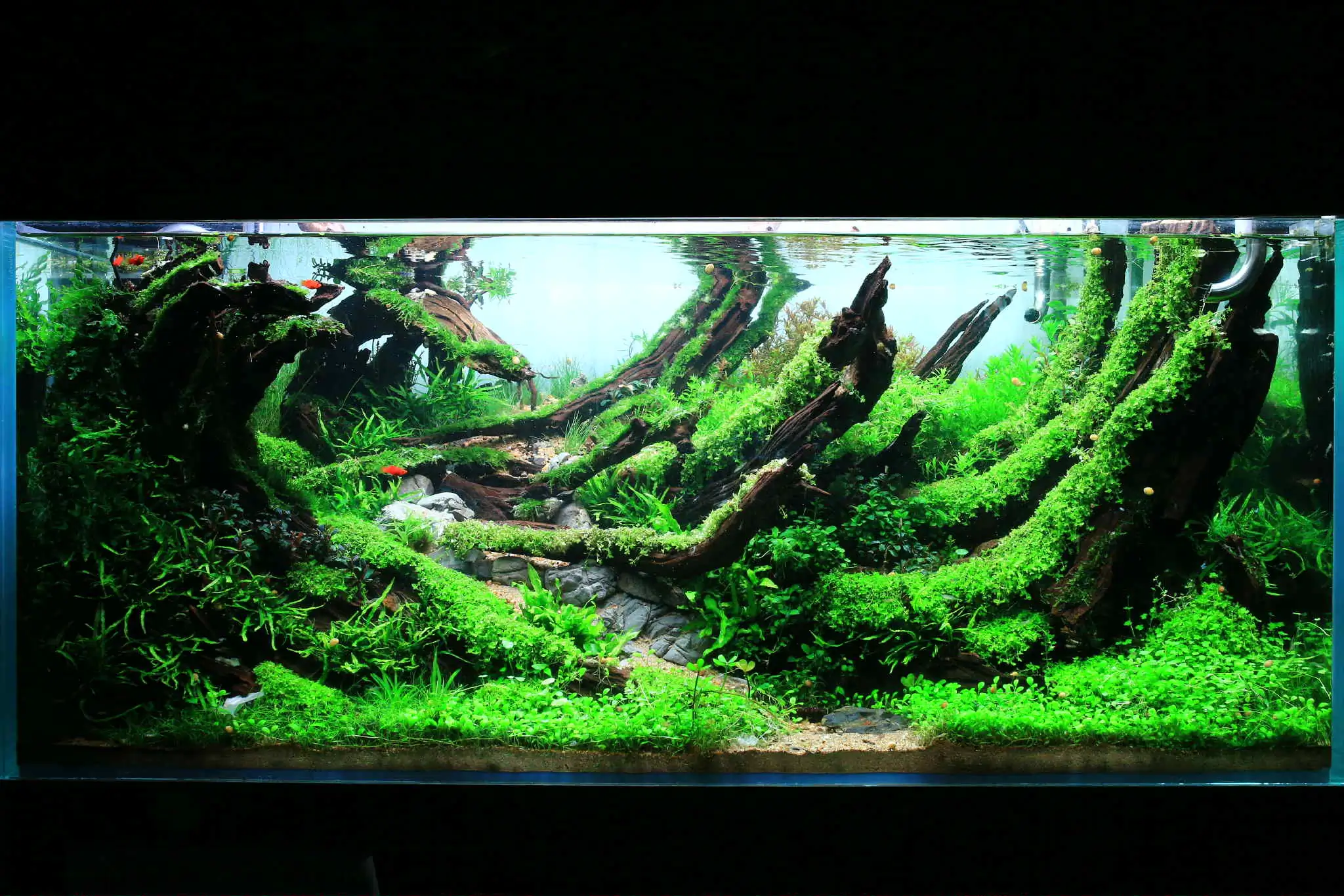 Aquascaping steps - Forest Spirit - IAPLC 2025 Fine Works - Vo Truong Nghia / Vietnam