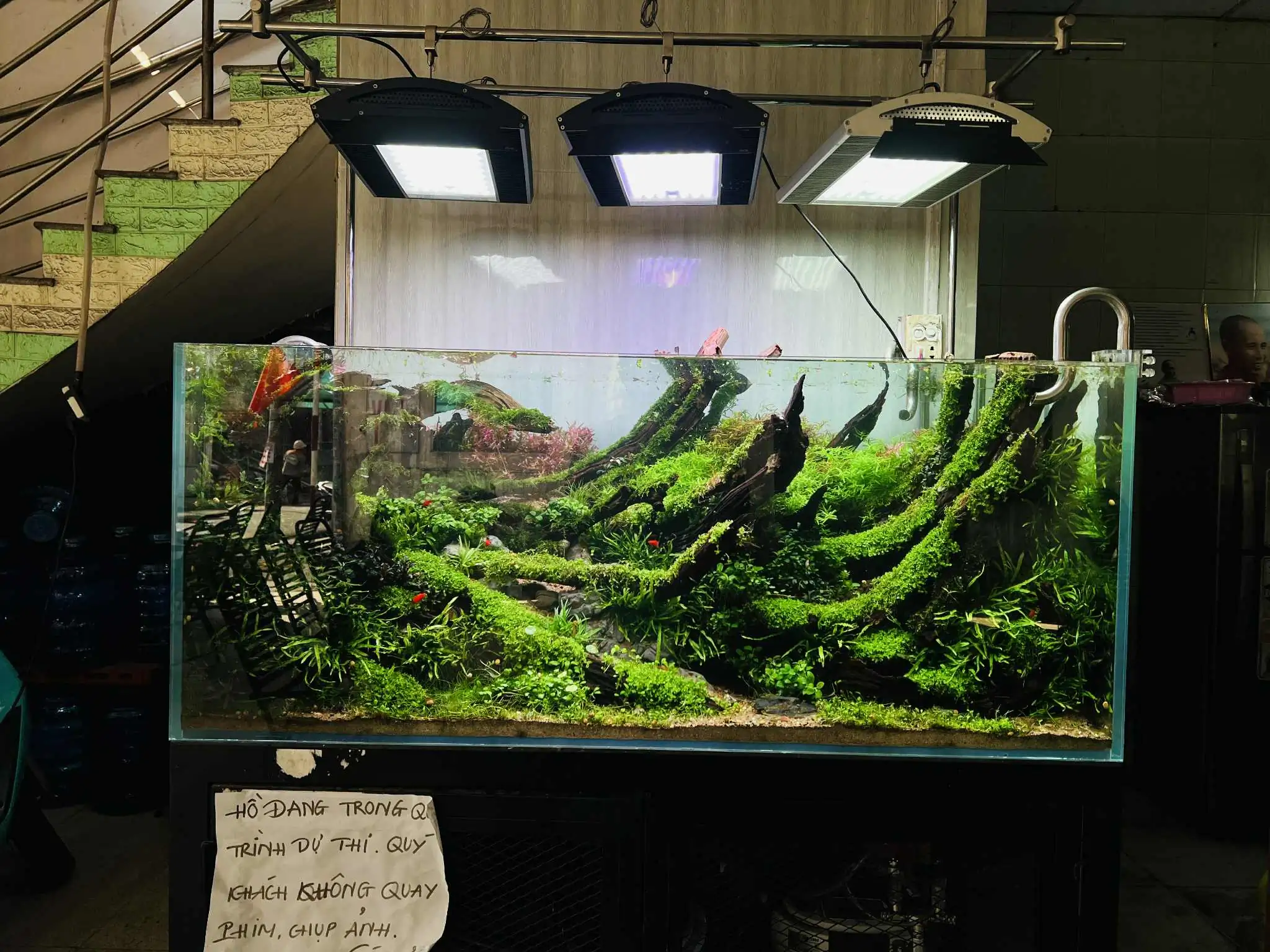Aquascaping steps - Forest Spirit - IAPLC 2025 Fine Works - Vo Truong Nghia / Vietnam