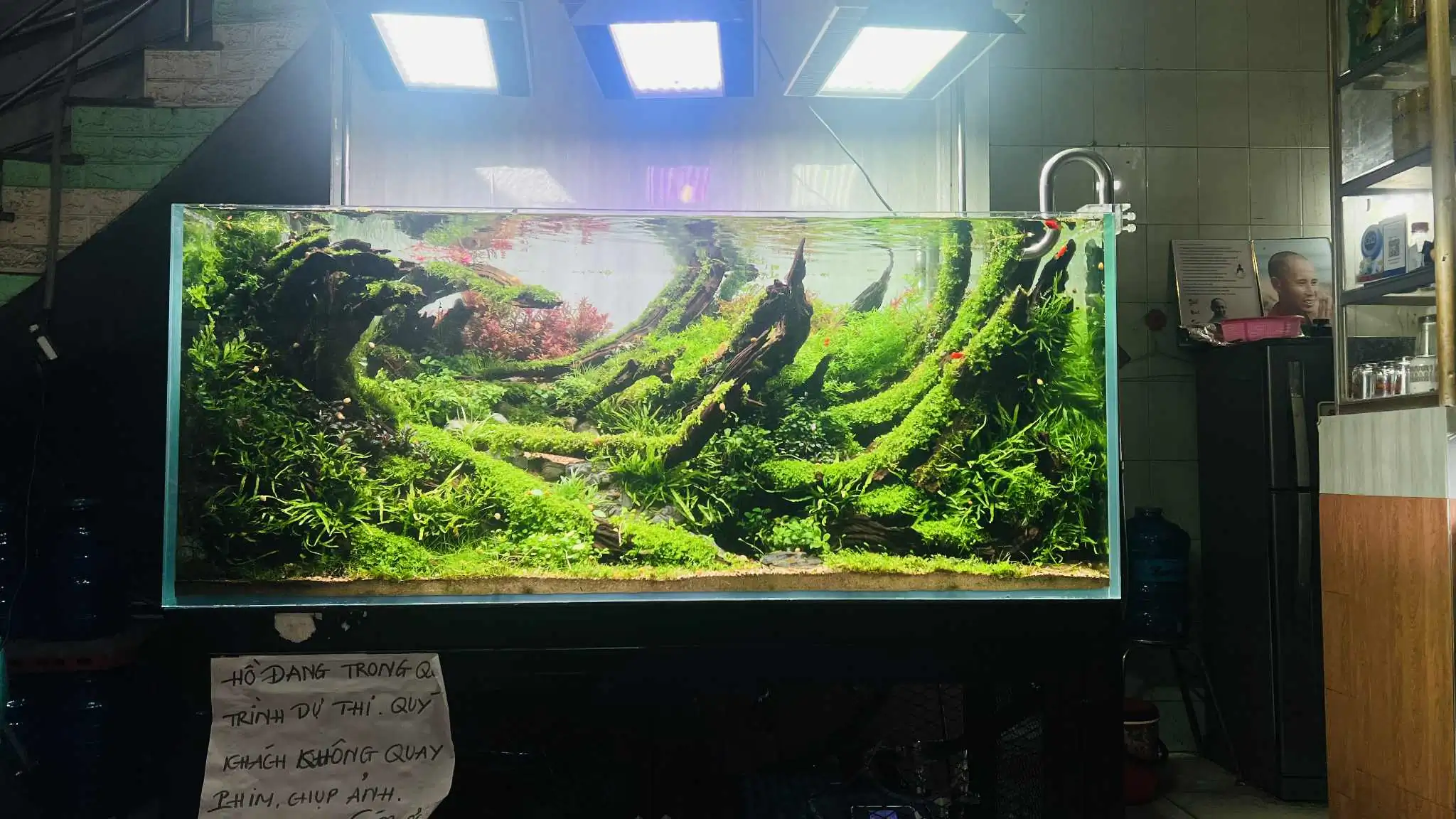 Aquascaping steps - Forest Spirit - IAPLC 2025 Fine Works - Vo Truong Nghia / Vietnam