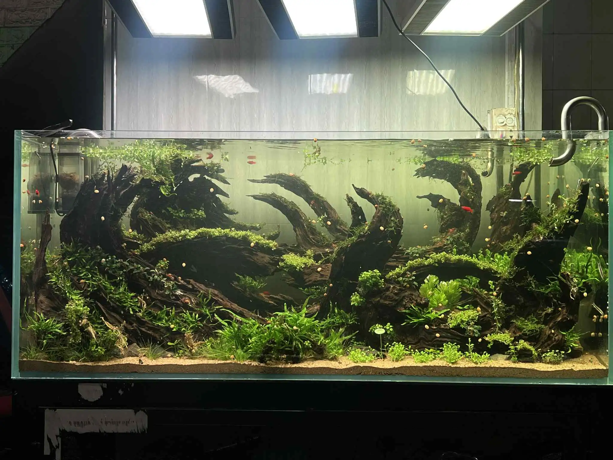 Aquascaping steps - Forest Spirit - IAPLC 2025 Fine Works - Vo Truong Nghia / Vietnam