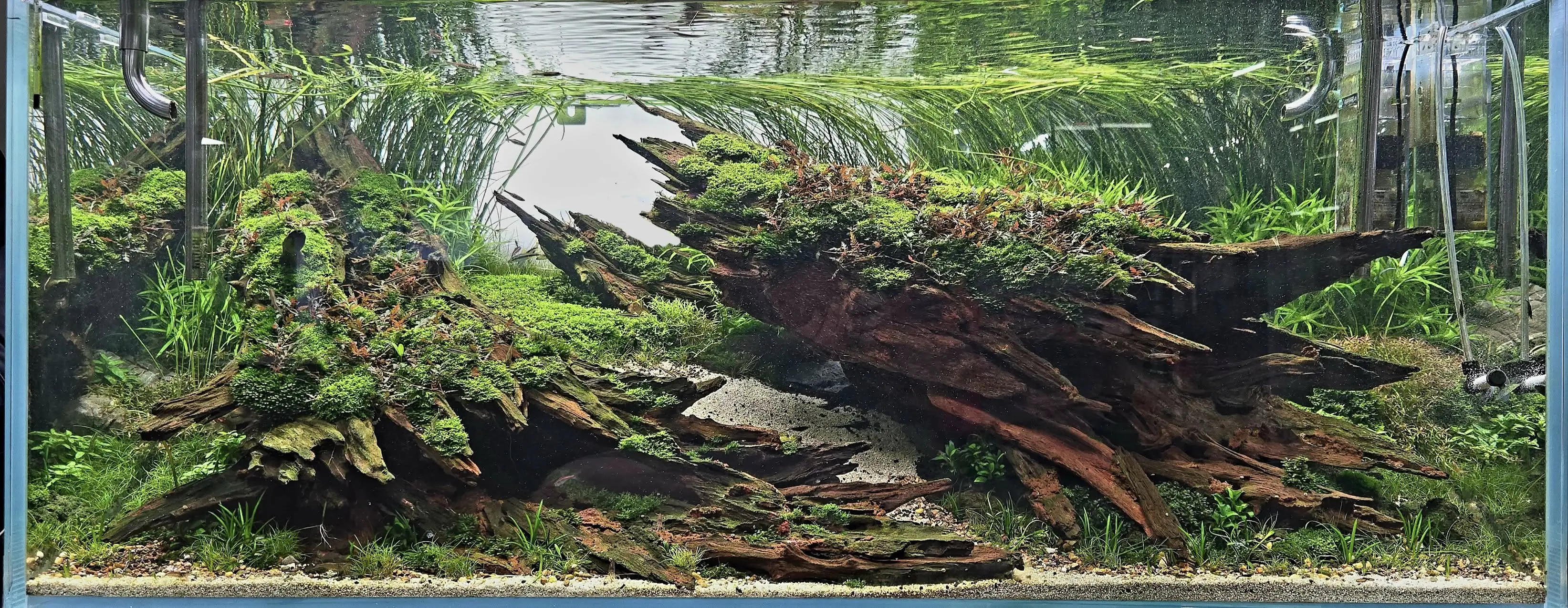 Aquascaping steps - Nebula - IAPLC 2025 Bronze Prize - Kiat Fuil Yap / Malaysia