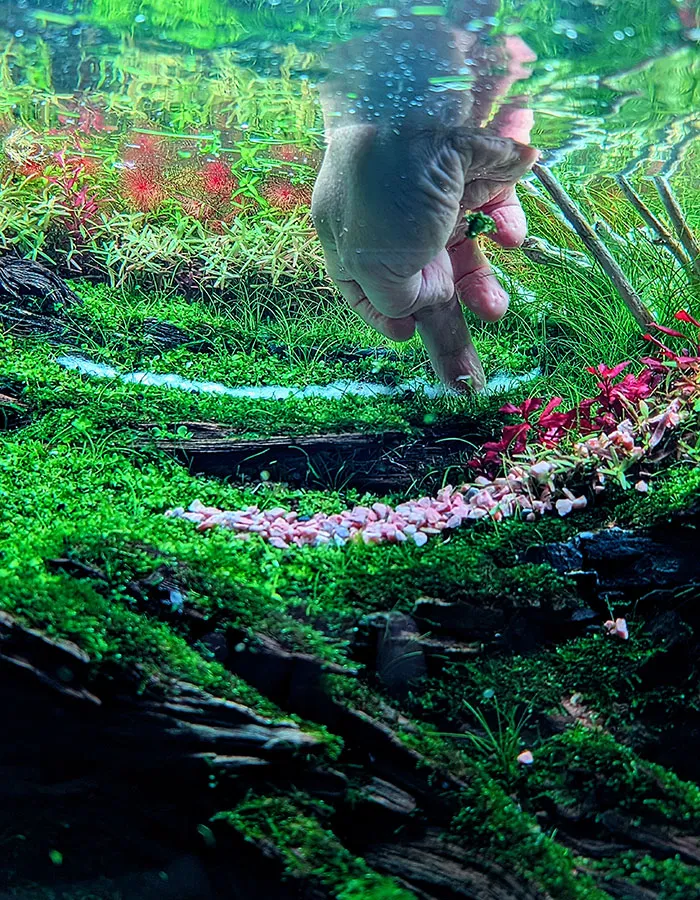 Aquascaping steps - PRIMAL BUST - IAPLC 2025 Silver Prize - Katsuki Tanaka / Japan