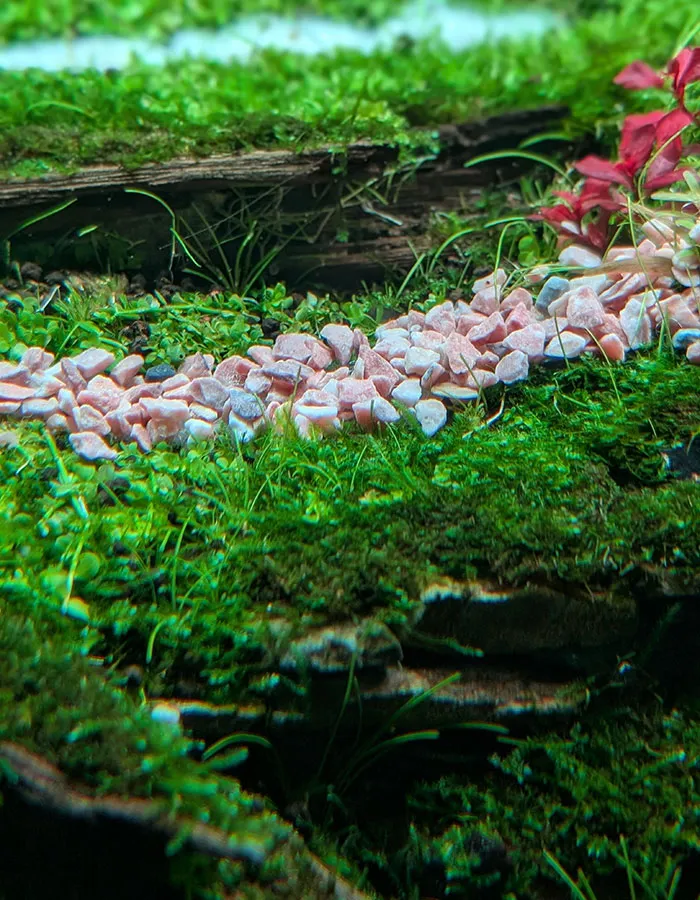 Aquascaping steps - PRIMAL BUST - IAPLC 2025 Silver Prize - Katsuki Tanaka / Japan