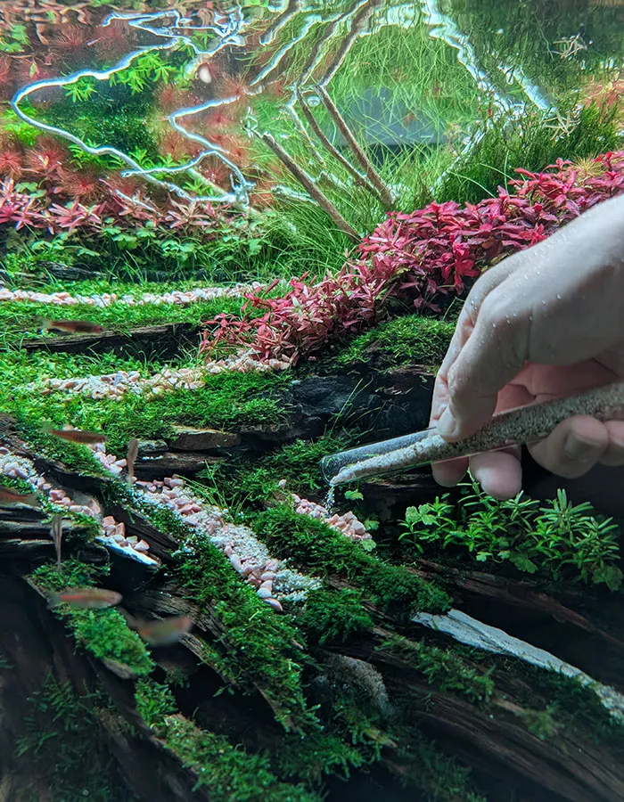 Aquascaping steps - PRIMAL BUST - IAPLC 2025 Silver Prize - Katsuki Tanaka / Japan