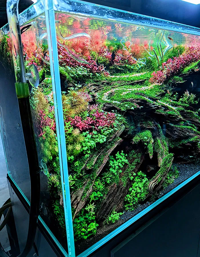 Aquascaping steps - PRIMAL BUST - IAPLC 2025 Silver Prize - Katsuki Tanaka / Japan