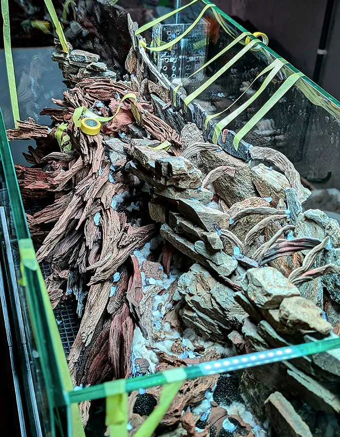 Aquascaping steps - PRIMAL BUST - IAPLC 2025 Silver Prize - Katsuki Tanaka / Japan