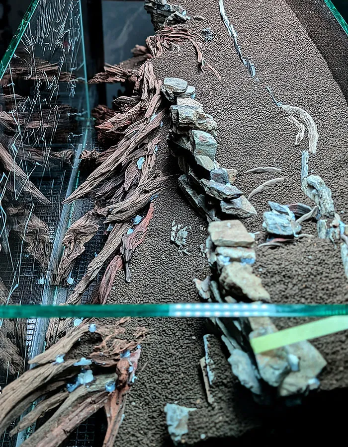 Aquascaping steps - PRIMAL BUST - IAPLC 2025 Silver Prize - Katsuki Tanaka / Japan