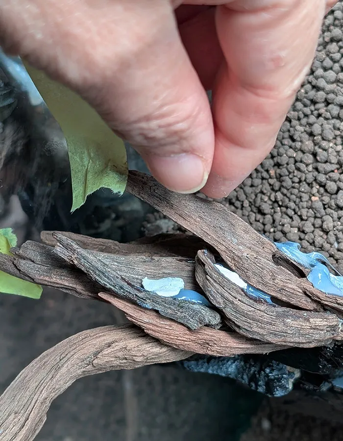 Aquascaping steps - PRIMAL BUST - IAPLC 2025 Silver Prize - Katsuki Tanaka / Japan