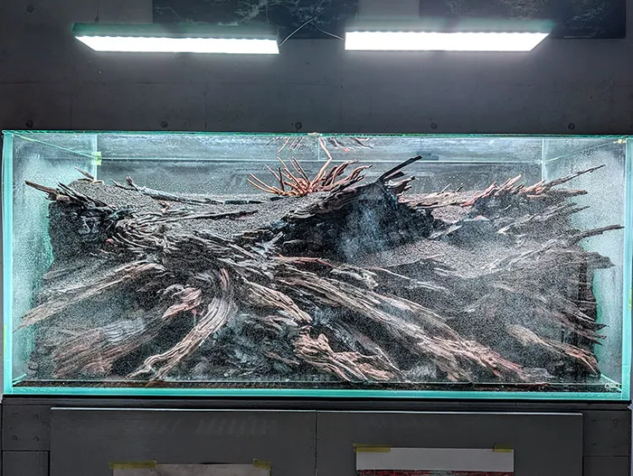 Aquascaping steps - PRIMAL BUST - IAPLC 2025 Silver Prize - Katsuki Tanaka / Japan