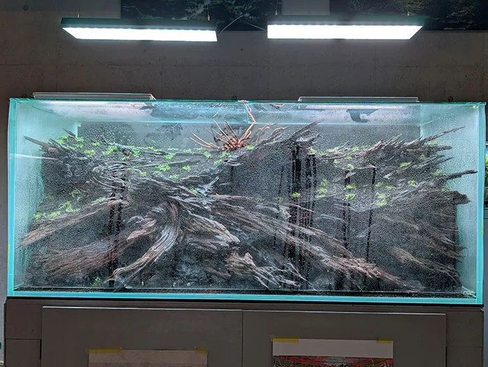 Aquascaping steps - PRIMAL BUST - IAPLC 2025 Silver Prize - Katsuki Tanaka / Japan
