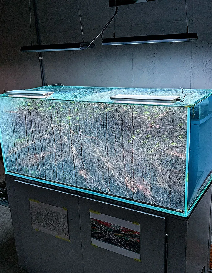 Aquascaping steps - PRIMAL BUST - IAPLC 2025 Silver Prize - Katsuki Tanaka / Japan