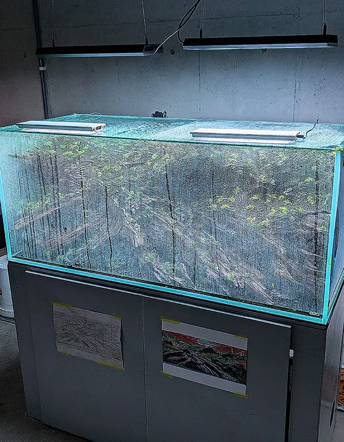 Aquascaping steps - PRIMAL BUST - IAPLC 2025 Silver Prize - Katsuki Tanaka / Japan
