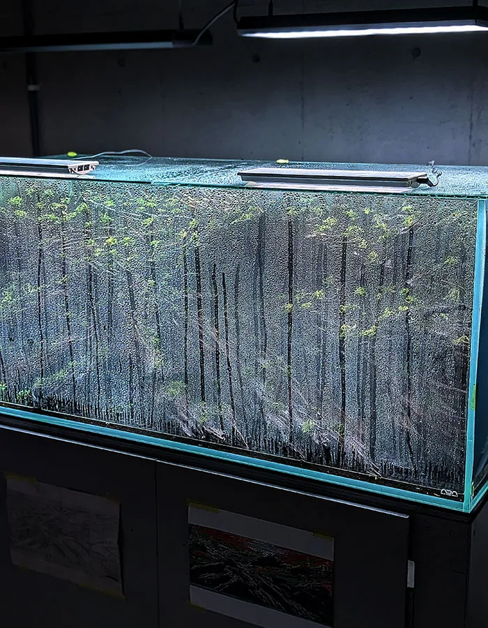 Aquascaping steps - PRIMAL BUST - IAPLC 2025 Silver Prize - Katsuki Tanaka / Japan