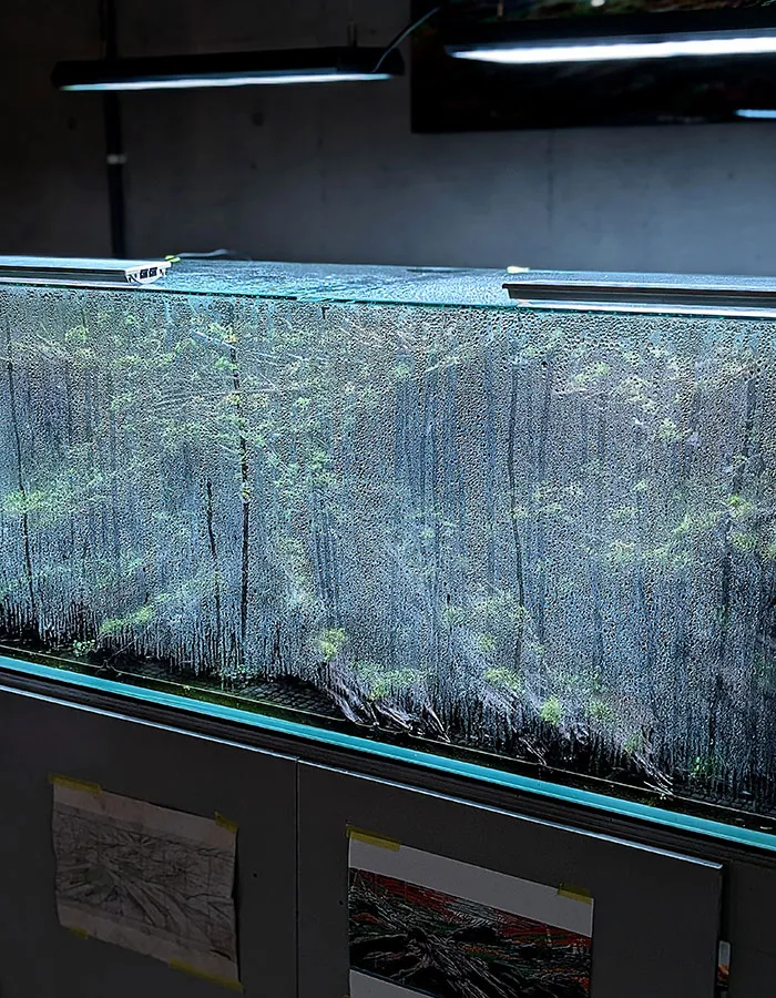 Aquascaping steps - PRIMAL BUST - IAPLC 2025 Silver Prize - Katsuki Tanaka / Japan