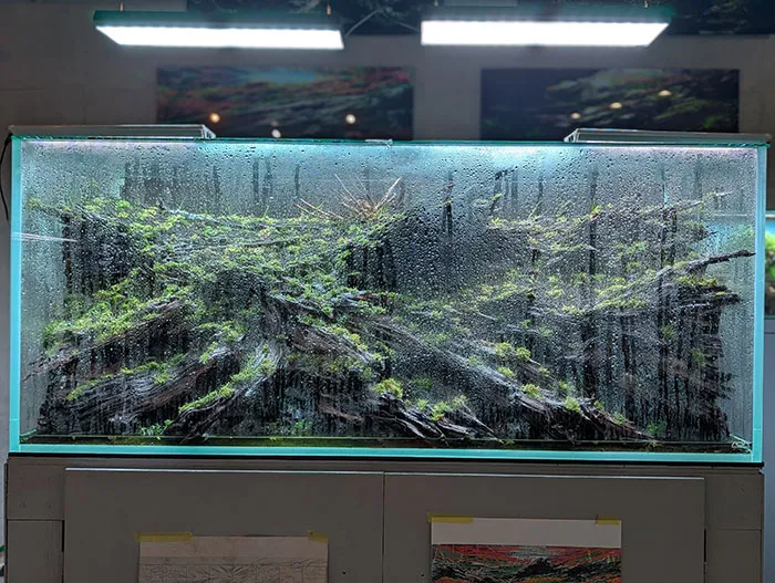 Aquascaping steps - PRIMAL BUST - IAPLC 2025 Silver Prize - Katsuki Tanaka / Japan