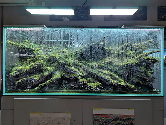 Aquascaping steps - PRIMAL BUST - IAPLC 2025 Silver Prize - Katsuki Tanaka / Japan