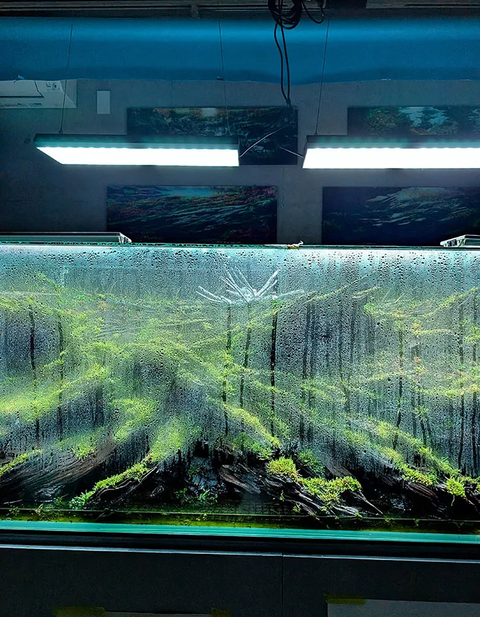 Aquascaping steps - PRIMAL BUST - IAPLC 2025 Silver Prize - Katsuki Tanaka / Japan