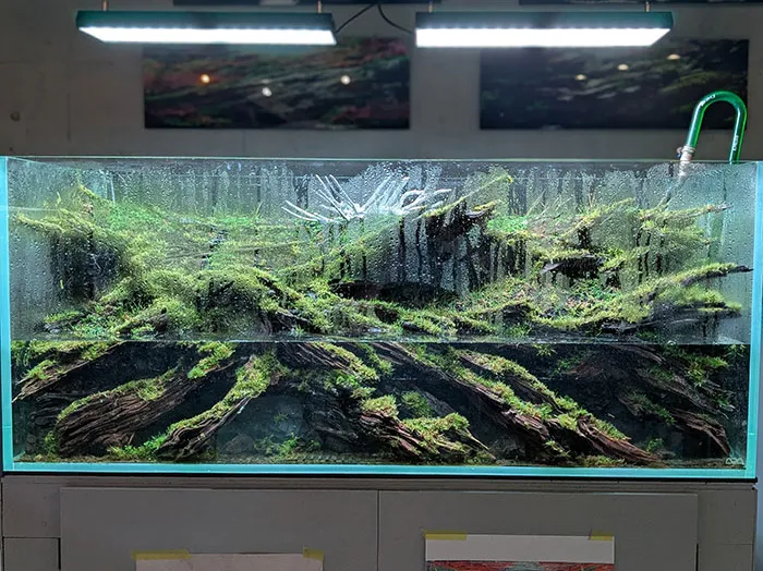 Aquascaping steps - PRIMAL BUST - IAPLC 2025 Silver Prize - Katsuki Tanaka / Japan