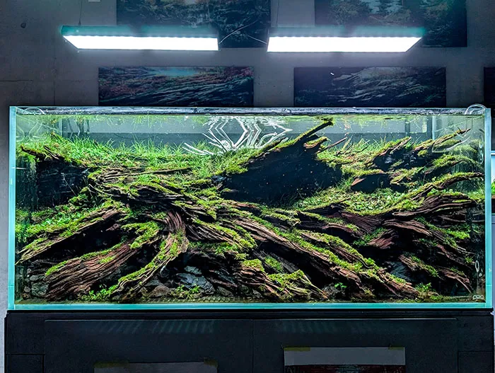 Aquascaping steps - PRIMAL BUST - IAPLC 2025 Silver Prize - Katsuki Tanaka / Japan