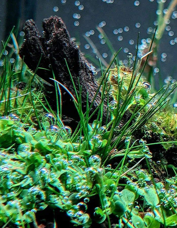 Aquascaping steps - PRIMAL BUST - IAPLC 2025 Silver Prize - Katsuki Tanaka / Japan