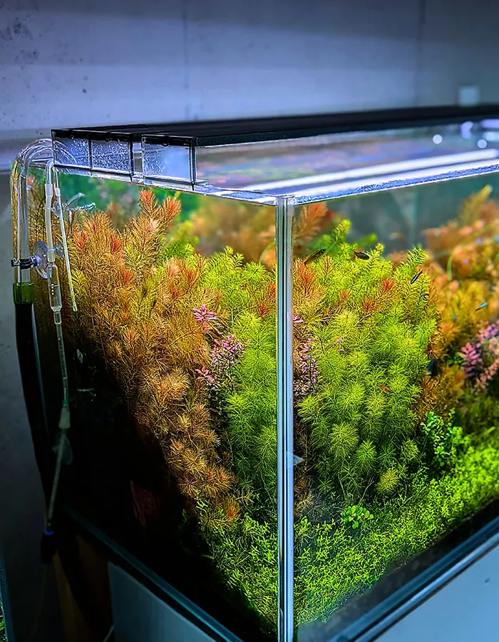 Aquascaping steps - PRIMAL BUST - IAPLC 2025 Silver Prize - Katsuki Tanaka / Japan