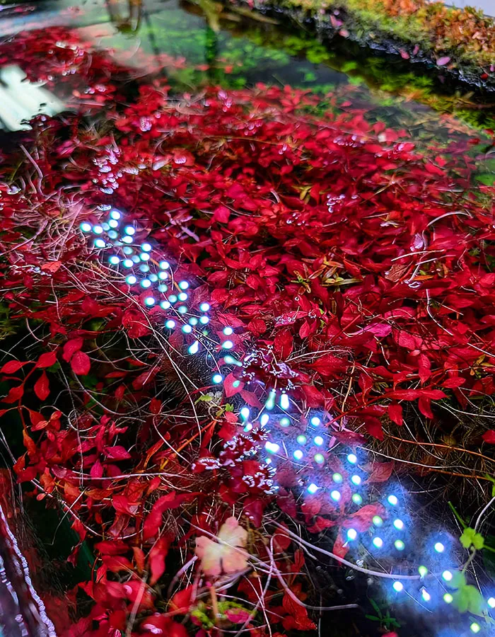 Aquascaping steps - PRIMAL BUST - IAPLC 2025 Silver Prize - Katsuki Tanaka / Japan